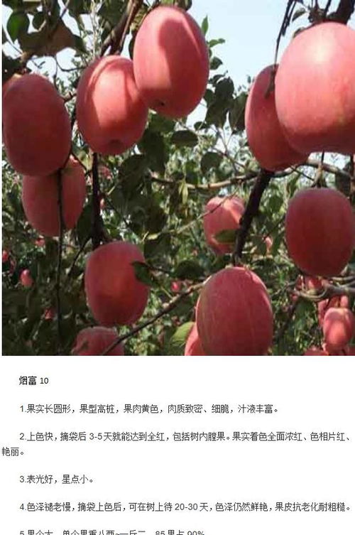 陕西西安红心的苹果树苗产品图片
