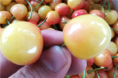 江苏泰州香莓草莓苗 新闻 图片种植要求