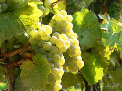 详解德国主要白葡萄品种