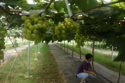 南沙葡萄园一日游,学习葡萄种植知识