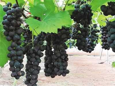 海南热带葡萄产业“熟了” 实现商业化种植 计划扩种至5万亩