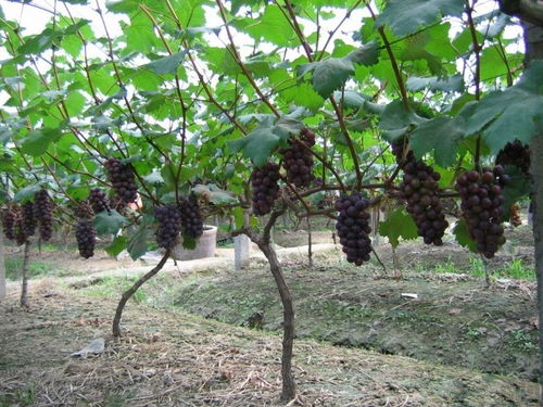 雨季葡萄的常见病害